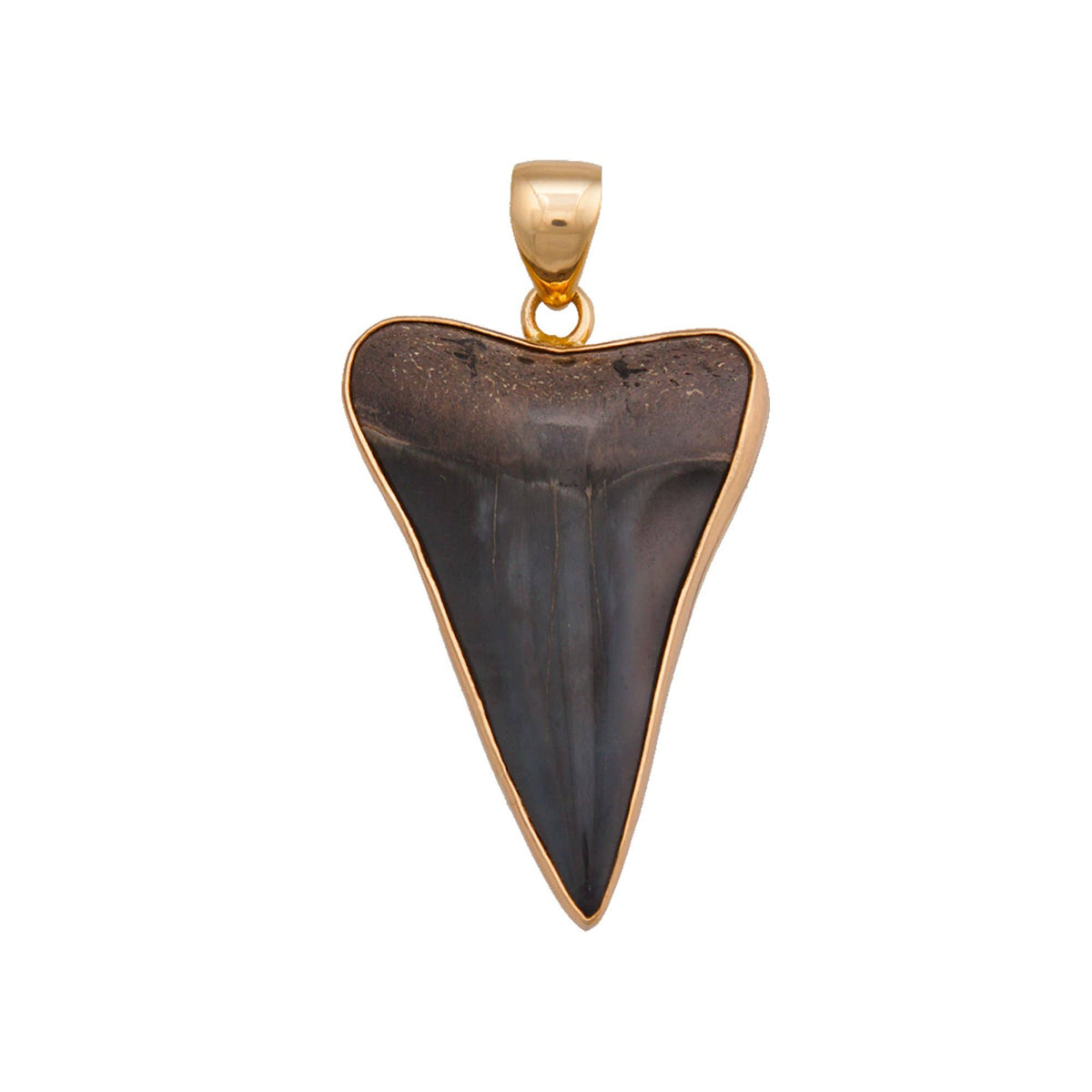 Alchemia Fossil Shark Tooth Pendant