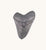 2lb Shark Tooth - Irredescent Clearcoat