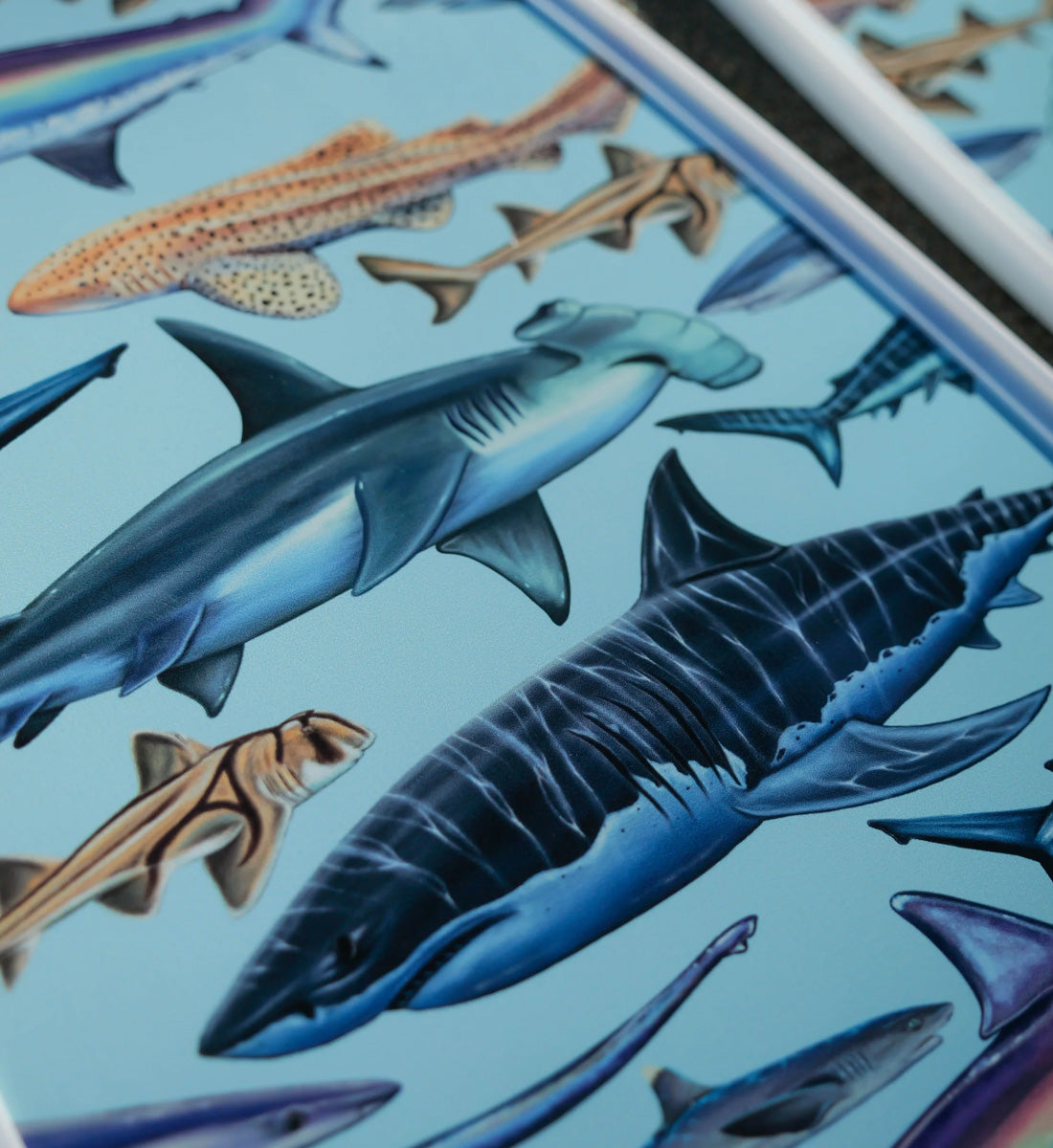 Divermon Sharks Composite Fin Blades - White